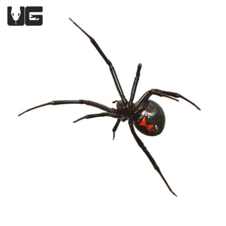 Western Black Widow Spider (Latrodectus hesperus) For Sale ...