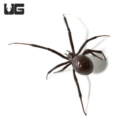 Western Black Widow Spider (Latrodectus hesperus) For Sale - Underground Reptiles