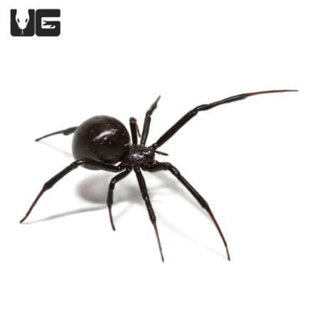 Western Black Widow Spider (Latrodectus hesperus) For Sale - Underground Reptiles