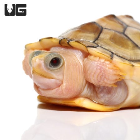 Yearling Caramel Pink Albino Red Ear Slider Turtle - Underground Reptiles