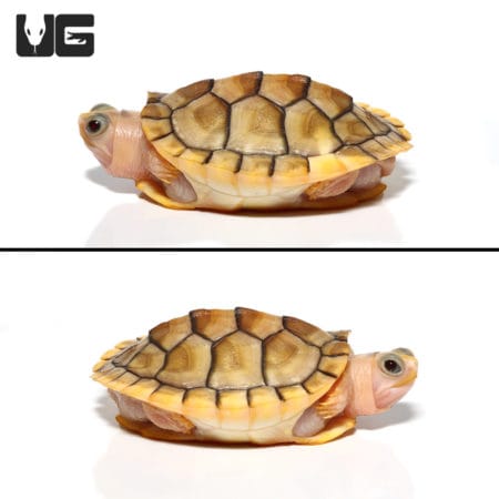 Caramel Pink Albino Red Ear Slider Turtles (Trachemys scripta elegans) For Sale - Underground Reptiles