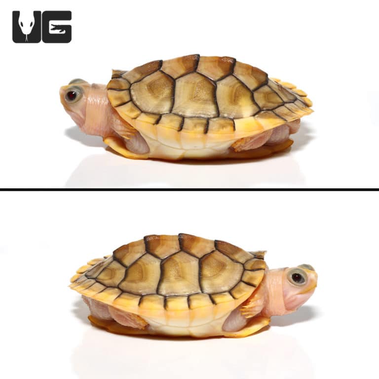 Yearling Caramel Pink Albino Red Ear Slider Turtle - Underground Reptiles