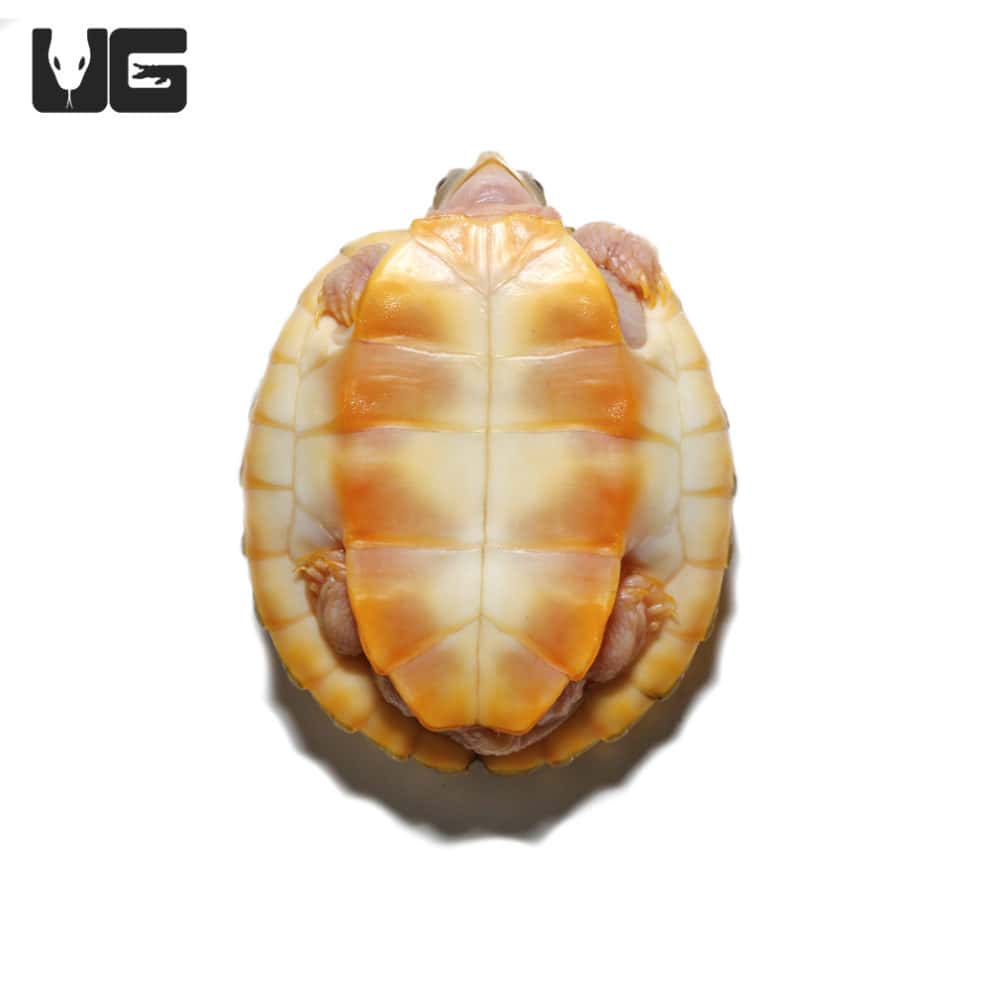 Yearling Caramel Pink Albino Red Ear Slider Turtle - Underground Reptiles