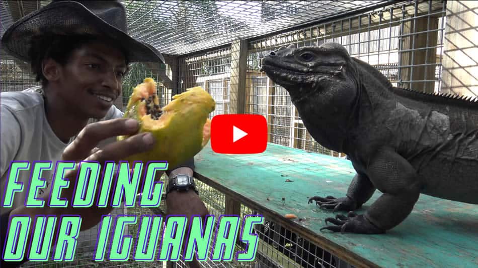Feeding Video - Underground Reptiles