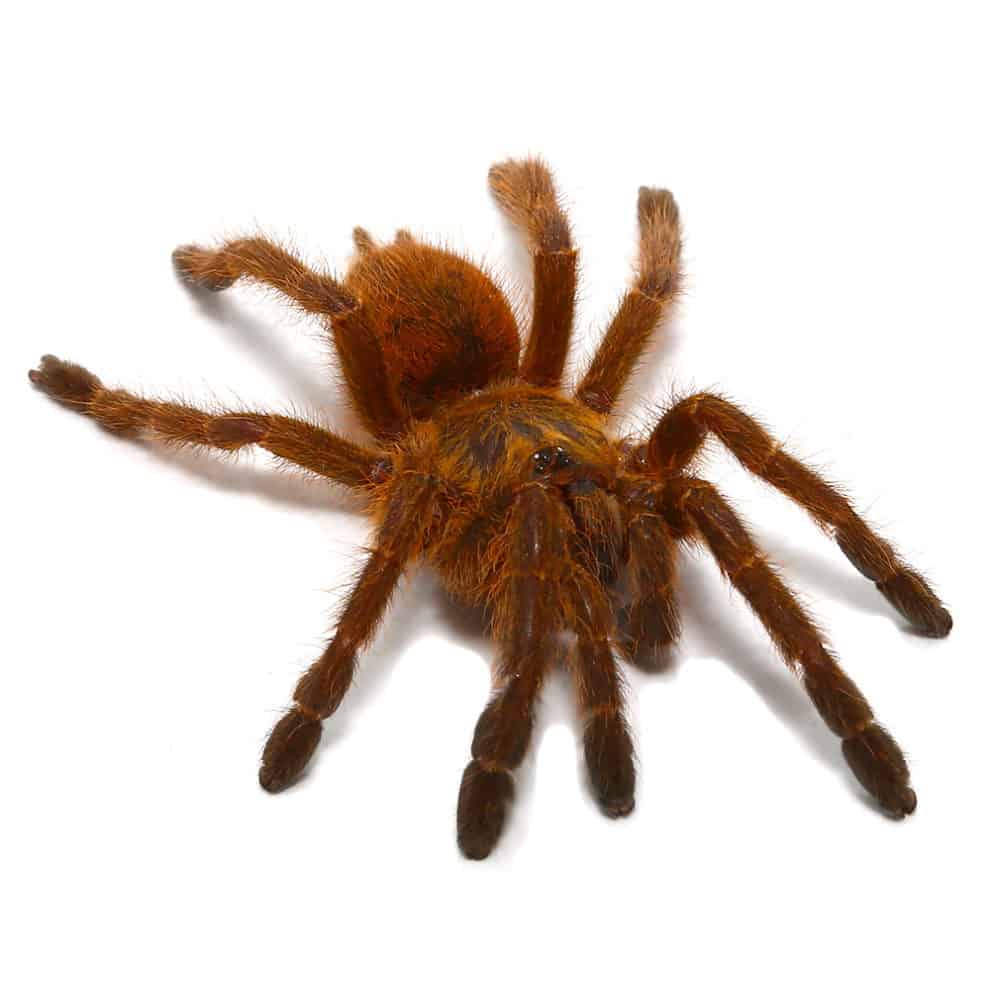 Usambara Orange Baboon Tarantulas For Sale - Underground Reptiles