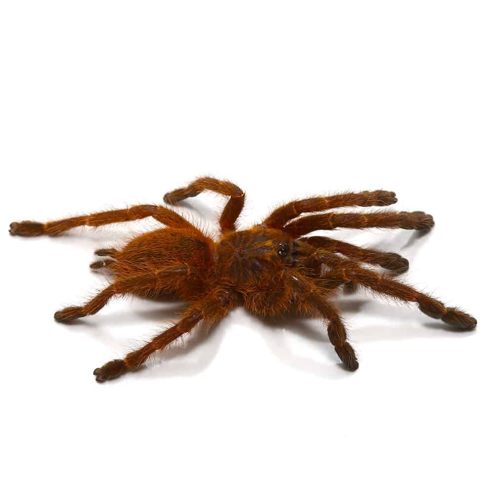 Usambara Orange Baboon Tarantulas For Sale Underground Reptiles
