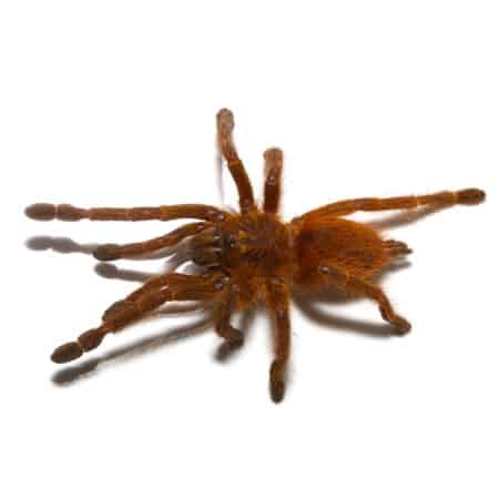 Usambara Orange Baboon Tarantulas For Sale - Underground Reptiles