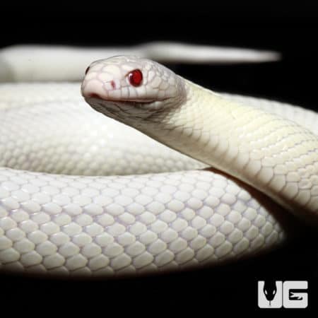 High White Albino Kingsnake, 2019 male, reptile pet.