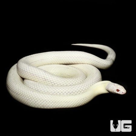 Albino Kingsnake with white and pale yellow scales, coiled on a black background.
