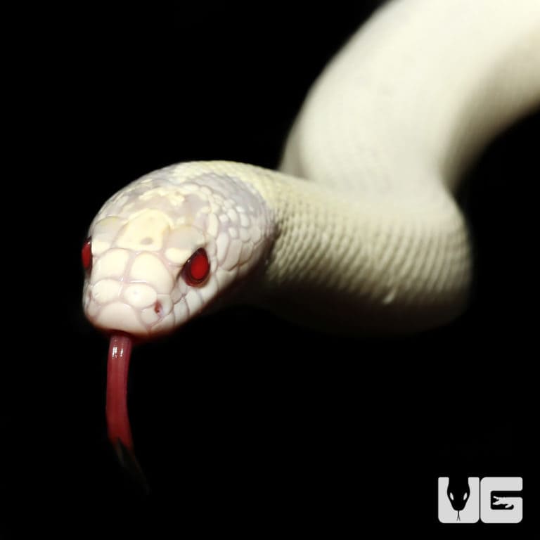 Yearling Chocolate California Kingsnake for sale - Underground Reptiles - Kingsnake Nutrition Yearling Expansions Audiences