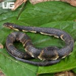 Broad Banded Water Snake For Sale - Underground Reptiles