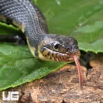 Broad Banded Water Snake For Sale - Underground Reptiles