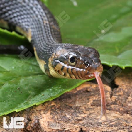 Broad Banded Water Snake For Sale - Underground Reptiles