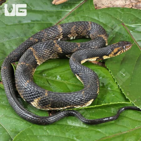 Broad Banded Water Snake For Sale - Underground Reptiles