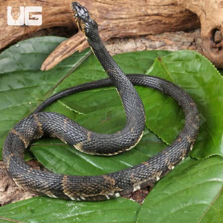 Broad Banded Water Snake For Sale - Underground Reptiles