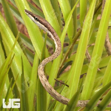 Daudin's Vine Snake For Sale - Underground Reptiles