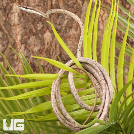 Daudin's Vine Snake For Sale - Underground Reptiles