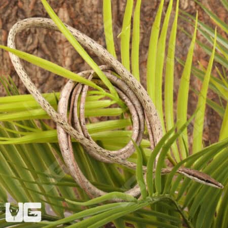 Daudin's Vine Snake For Sale - Underground Reptiles