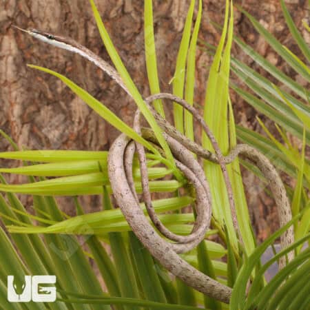 Daudin's Vine Snake For Sale - Underground Reptiles