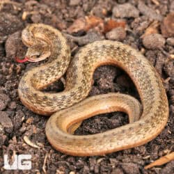 Dekay Snake For Sale - Underground reptiles