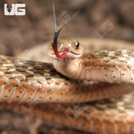Dekay Snake For Sale - Underground reptiles