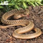 Dekay Snake For Sale - Underground reptiles