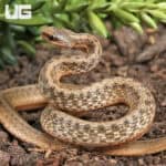 Dekay Snake For Sale - Underground reptiles