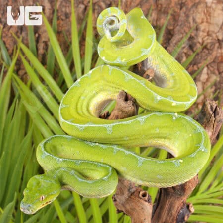 Manakwari Green Tree Pythons For Sale - Underground Reptiles