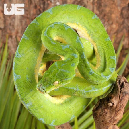 Jayapura Green Tree Python For Sale - Underground Reptiles