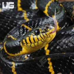 Mangrove Snakes For Sale - Underground Reptiles