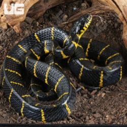 Mangrove Snakes For Sale - Underground Reptiles