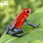 Nicaragua Strawberry Pumilio Dart Frogs for sale - Underground Reptiles