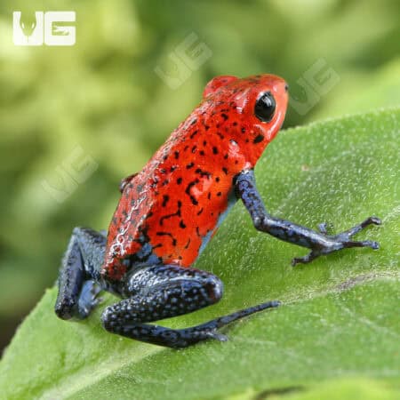 Nicaragua Strawberry Pumilio Dart Frogs for sale - Underground Reptiles