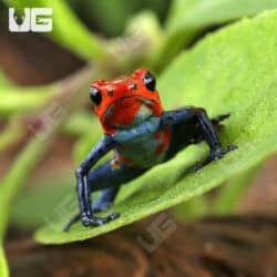 Nicaragua Strawberry Pumilio Dart Frogs for sale - Underground Reptiles