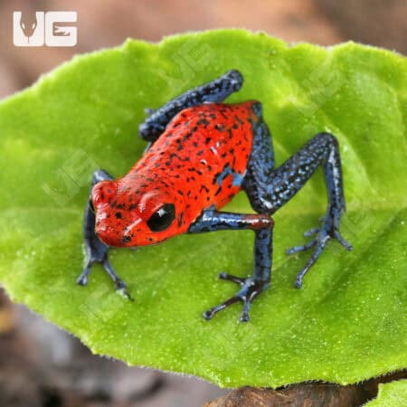Nicaragua Strawberry Pumilio Dart Frogs for sale - Underground Reptiles
