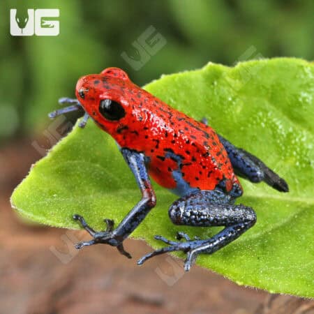 Nicaragua Strawberry Pumilio Dart Frogs for sale - Underground Reptiles