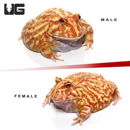 Adult Apricot Pacman Frog pair, showcasing male and female with vibrant coloration. Perfect for rept.