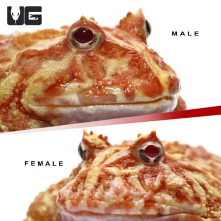 Adult Apricot Pacman Frog pair for sale at Underground Reptiles. Perfect for collectors and enthusia.