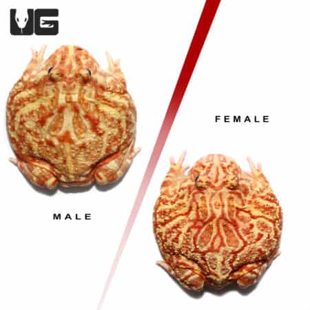 Adult Apricot Pacman Frog pair, showing male and female with vibrant coloration and distinctive mark.