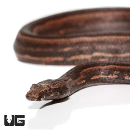 Adult Female Bold Stripe Indonesian Tree Boa (Candoia carinata carinata) For Sale- Underground Reptiles