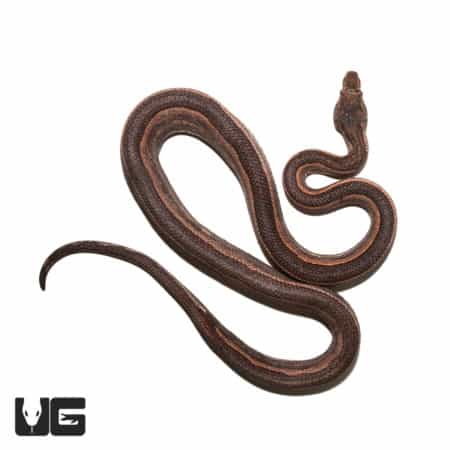 Adult Female Bold Stripe Indonesian Tree Boa (Candoia carinata carinata) For Sale- Underground Reptiles