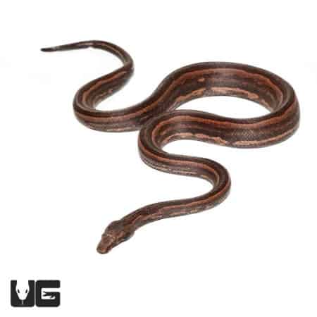 Adult Female Bold Stripe Indonesian Tree Boa (Candoia carinata carinata) For Sale- Underground Reptiles