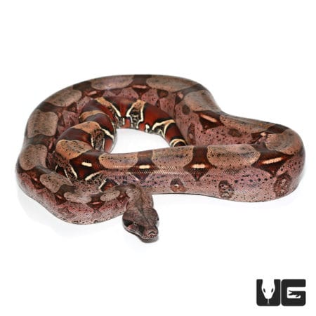 High Pink Redtail Boa (Boa c. constrictor) For Sale - Underground Reptiles