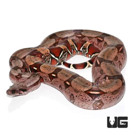 High Pink Redtail Boa (Boa c. constrictor) For Sale - Underground Reptiles