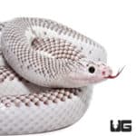 Adult Male White Side Axanthic Florida Kingsnake (Lampropeltis getula) For Sale - Underground Reptiles
