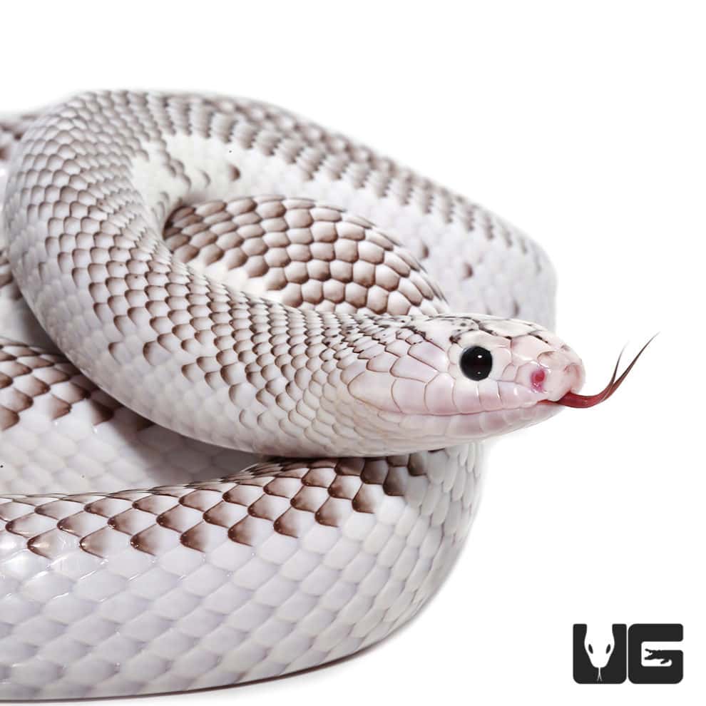 Adult male Florida Kingsnake For Sale Underground Reptiles