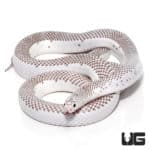 Adult Male White Side Axanthic Florida Kingsnake (Lampropeltis getula) For Sale - Underground Reptiles