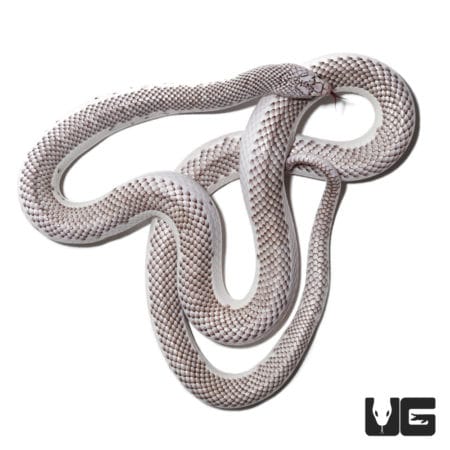 Adult Male White Side Axanthic Florida Kingsnake (Lampropeltis getula) For Sale - Underground Reptiles