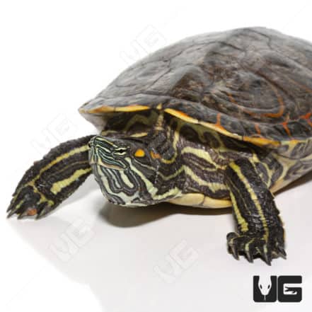 Baby Mexican Ornate Slider Turtles For Sale - Underground Reptiles