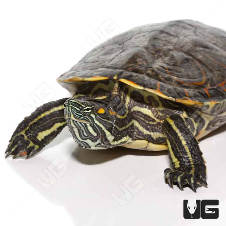 Baby Mexican Ornate Slider Turtles For Sale - Underground Reptiles